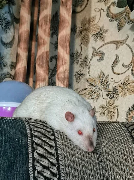 Just Pet Tame Rat Very Cute Smart — Stock Photo, Image
