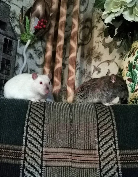 Dos Hermanos Mascotas Ratas Mansas — Foto de Stock