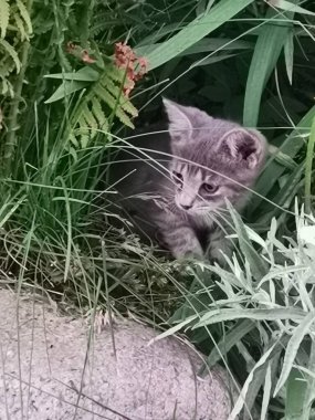 Küçük gri kedi yavrusu dünyayı keşfediyor.