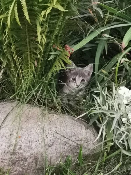 Küçük gri kedi yavrusu dünyayı keşfediyor.
