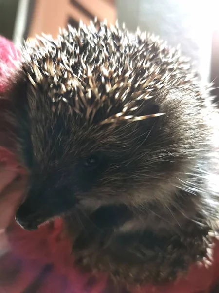 Habitante Del Bosque Espinoso Erizo —  Fotos de Stock