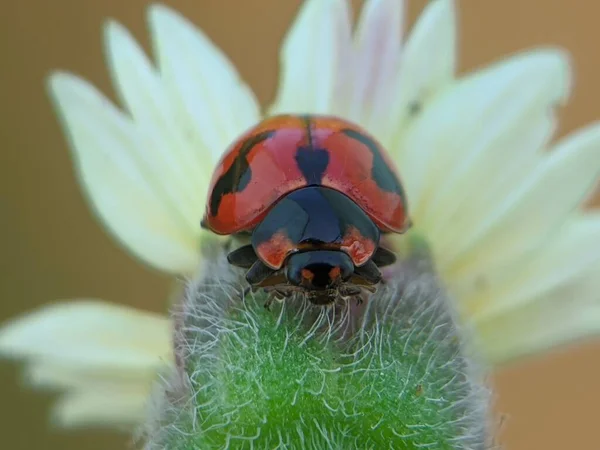 Inne Piękno Lady Bug — Zdjęcie stockowe