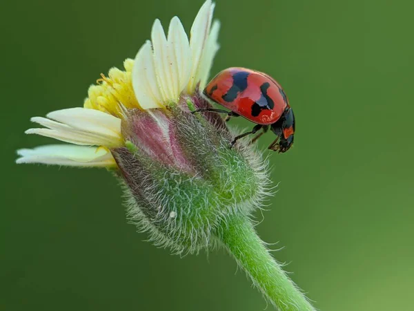 Lady bug in the flower