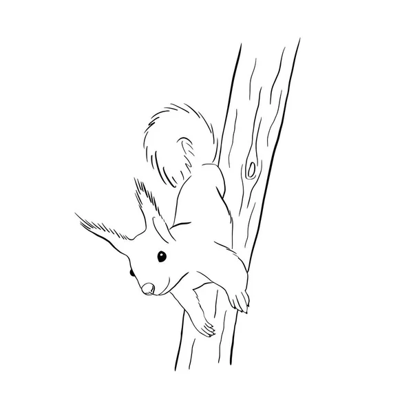 Esquilo Contorno Vetor Tronco Árvore Ilustração Desenhada Mão Preto Imagem — Vetor de Stock