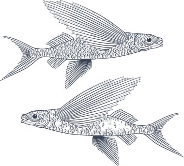 Exocoetidae veya Uçan balık el çizimi
