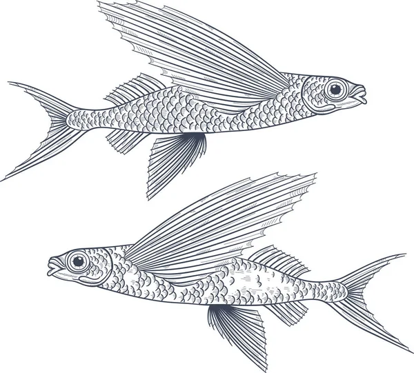 Exocoetidae of vliegende vissen handtekening — Stockvector