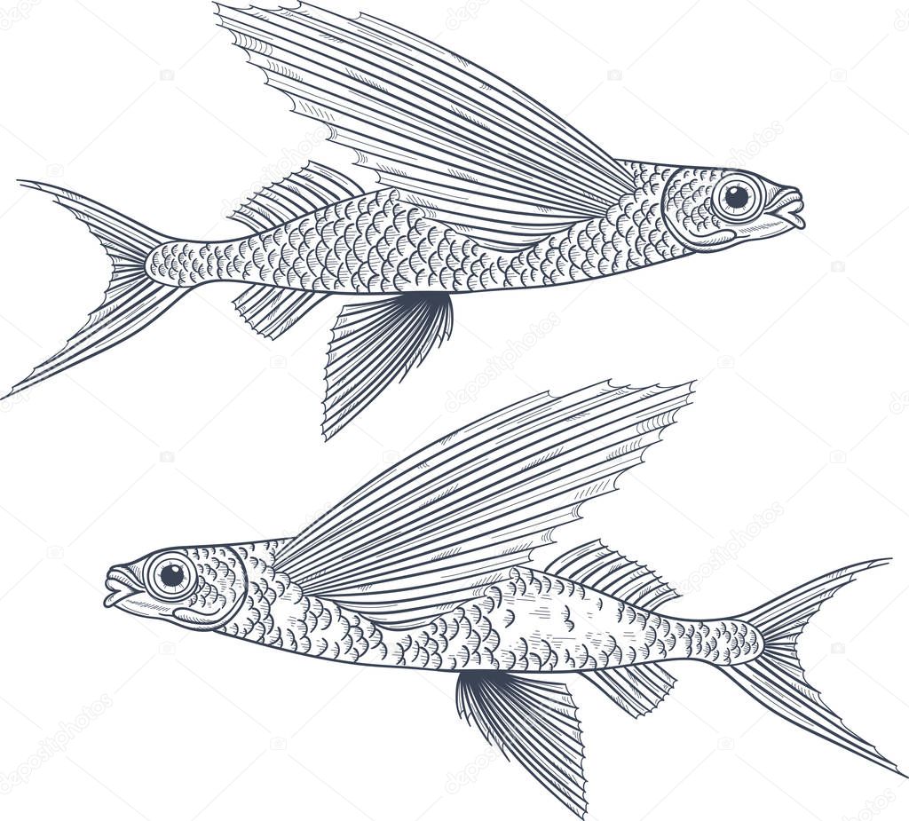 Exocoetidae or Flying fish hand drawing vintage engraving vector illustration. Fresh seafood restaurant logo. Marine fishing isolated symbol.