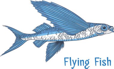 Exocoetidae veya Uçan balık el çizimi