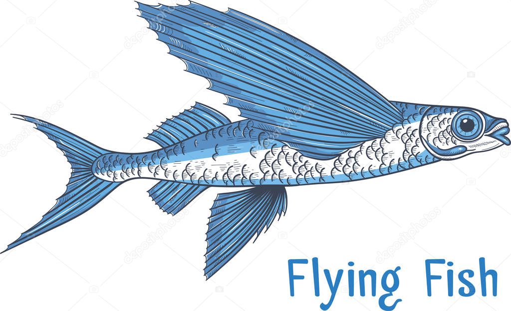 Exocoetidae or Flying fish hand drawing vintage engraving vector illustration. Fresh seafood restaurant logo. Marine fishing isolated symbol.
