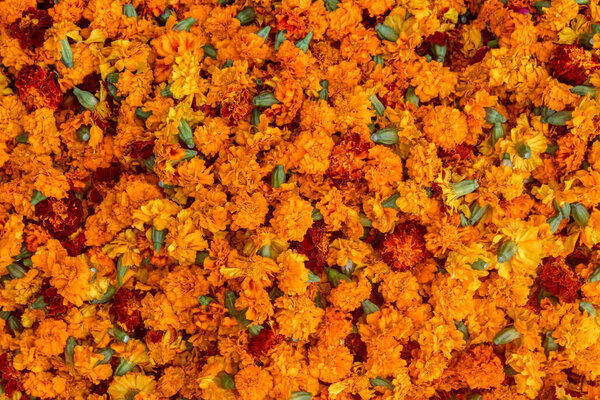 Bunch of marigold flowers, texture and background of marigold.