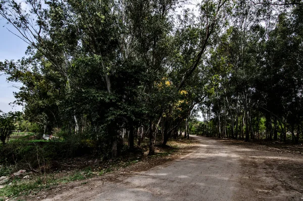 Uma Estrada Não Metalizada Floresta Coberta Árvores Pesadas — Fotografia de Stock