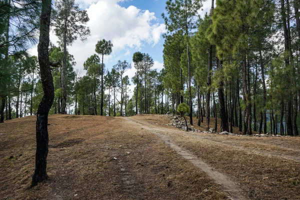 Route Non Asphaltée Dans Forêt Menant Nulle Part Dans Les — Photo