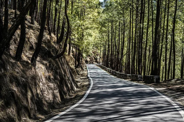 Ormandaki Bir Yolun Manzarası Sığ Bir Tarla Derinliği Siyah Yolu — Stok fotoğraf