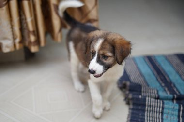 Evde küçük şirin bir köpek dolaşıyor.