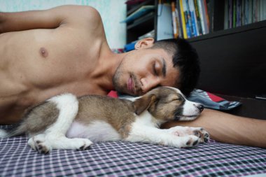 Şirin küçük bir köpek sahibinin kollarında uyuyor.