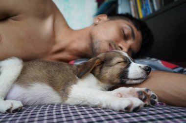 Şirin küçük bir köpek sahibinin kollarında uyuyor.