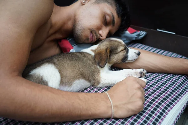 Şirin küçük bir köpek sahibinin kollarında uyuyor.