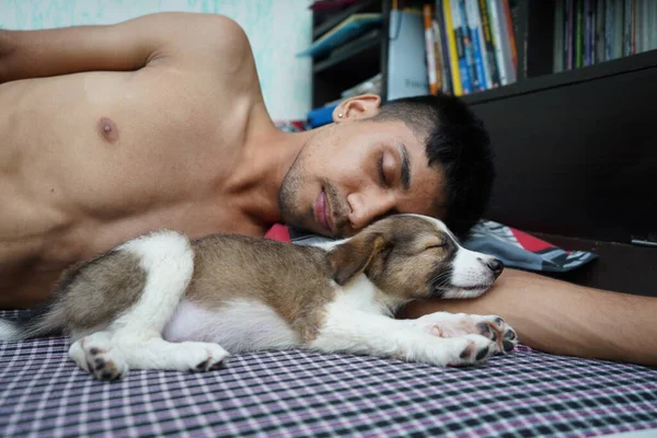 Şirin küçük bir köpek sahibinin kollarında uyuyor.