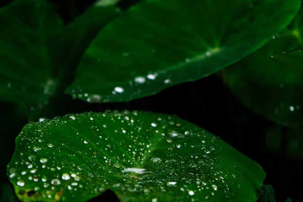 Крупный План Зеленого Растения Капельками Воды Листьях — стоковое фото