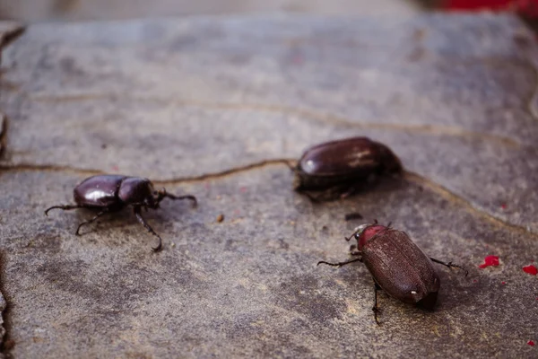 Hindistan Cevizi Gergedanı Böceği Çimento Döşeme Zemininde Yavaşça Sürünüyor — Stok fotoğraf