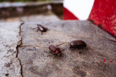 Hindistan cevizi gergedanı böceği çimento döşeme zemininde yavaşça sürünüyor..