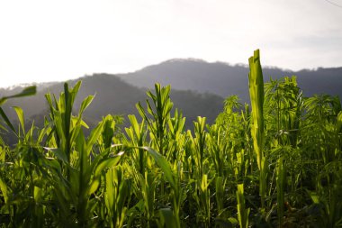 Açık bir günde mısır tarlası, mavi bulutlu gökyüzü olan mısır ağacı gün batımında.