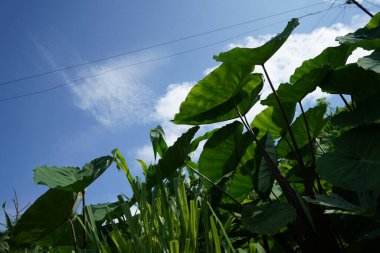 low angle of the taro root plants with bright sky and white clouds clipart
