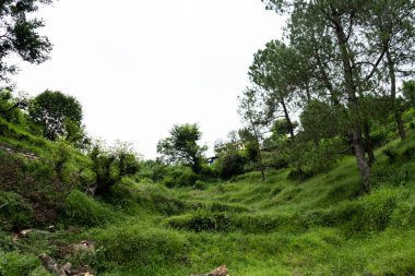 Almora dağlarında güzel bir tarla manzarası. Uttrakhand 'da teras tarımının nasıl yapıldığını gösteren bir manzara.