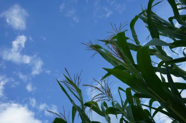 Açık havada mısır tarlası, mavi bulutlu gökyüzü olan mısır ağacı
