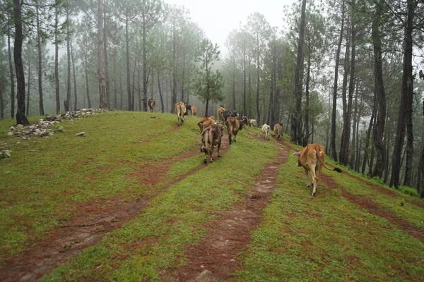 Les Vaches Paissent Sur Les Collines Montagne Dans Matin Brumeux — Photo