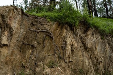 Bir tepe bölgesinde toprağın altında görünen ağaçların kökleri