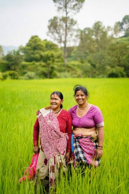 ALMORA, Hindistan - 15 Eylül 2020: Yaşlı Hintli kadın çiftçiler yeşil tarlalarda çalışıyor, gülümsüyor ve kameraya bakıyorlar.