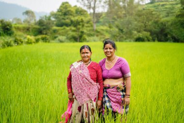 ALMORA, Hindistan - 15 Eylül 2020: Yaşlı Hintli kadın çiftçiler yeşil tarlalarda çalışıyor, gülümsüyor ve kameraya bakıyorlar.