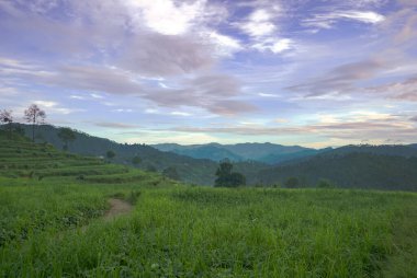Almora dağlarında güzel bir tarla manzarası. Uttrakhand 'da teras tarımının nasıl yapıldığını gösteren bir manzara.