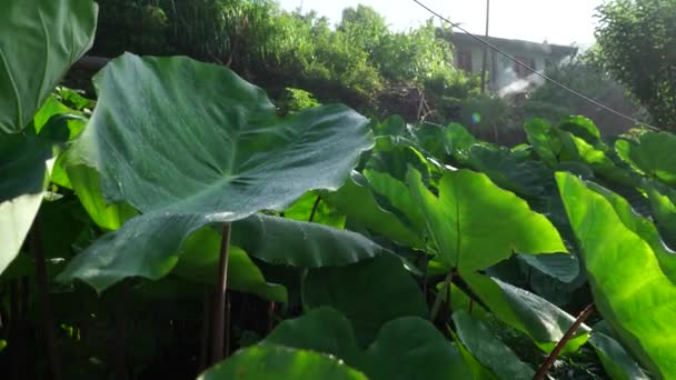 Movendo Taro Planta Arbi Elefante Planta Ouvido Vento Com Raios — Vídeo de Stock