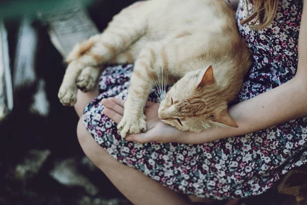 Ginger cat sleeping on her knees. Pressed, gently.Noise effect. — Stock Photo, Image