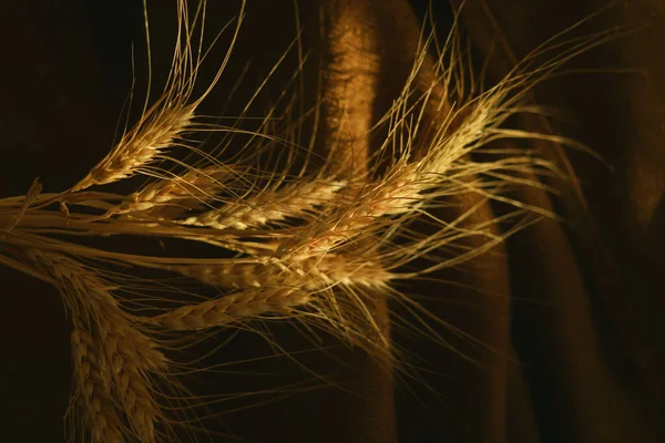 The golden heads wheat ears lie on a brown background. — Stock Photo, Image