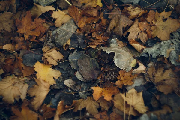 Φθινόπωρο φόντο σε ένα έδαφος από χρωματιστά φύλλα σφενδάμου και με κουκουνάρι.Επιλεγμένη εστίαση. — Φωτογραφία Αρχείου