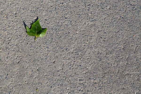 Een Klein Groen Blad Gevallen Grijze Betonnen Vloer Met Kopieerruimte — Stockfoto