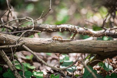 Ormandaki bir kütüğe yerleştirilmiş altın nişan yüzükleri.