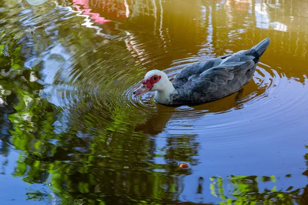 Harmaa Valkoinen Portugalilainen Myskisorsa Cairina Moschata Uimassa Järvessä Lissabon Portugali — kuvapankkivalokuva