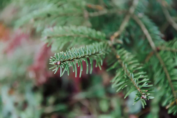 Sonbaharda Yeşil Bir Köknar Ağacının Fotokopi Alanı Ile Yakın Plan Telifsiz Stok Fotoğraflar