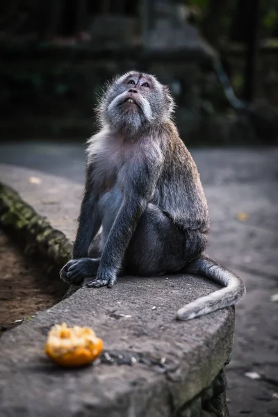 Duvarda oturan ve gökyüzüne bakan uzun kuyruklu gri bir maymun, UBUD Monkey Forrest, Bali, INDONEZYA