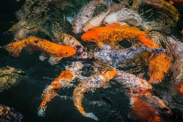 Büyük sarı, turuncu ve beyaz sazan balığı bir gölette yüzüyor ve yiyecek için savaşıyor, TIRTA GANGGGGA SU TEMPLE, BALI, INDONEZYA