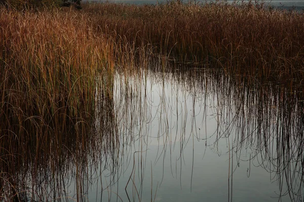 Cañas Marrones Reflexionando Sobre Agua Tranquila Otoño Abant Lake Bolu — Foto de Stock