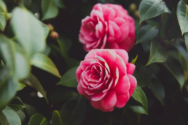 Gros Plan Deux Fleurs Japonaises Roses Camellia Aux Feuilles Vertes Images De Stock Libres De Droits