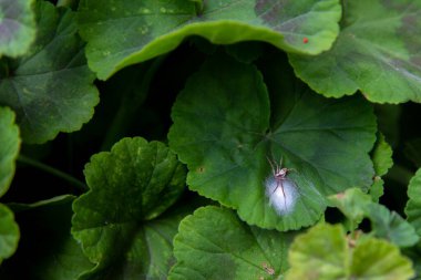 Yeşil sardunya yapraklı bir örümceğin beyaz yumurtalarını bir ağ içinde koruyarak yakın plan fotoğrafını çek.