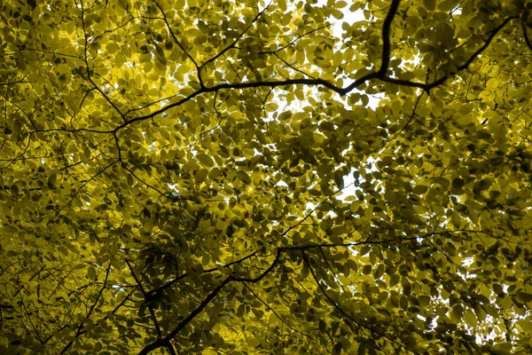 Żółte Liście Gałęziach Drzew Maskujących Niebo Lesie — Zdjęcie stockowe