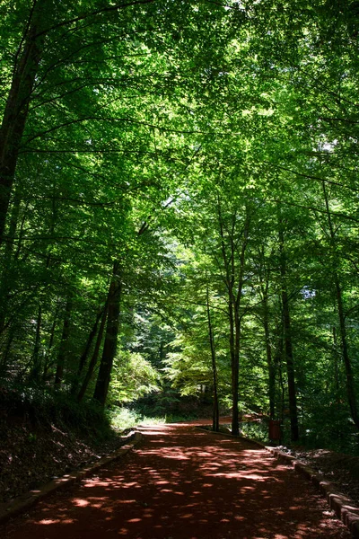Sentiero Vuoto Una Foresta Illuminata Dal Sole Che Filtra Attraverso Immagini Stock Royalty Free
