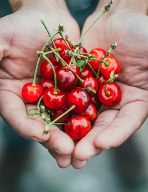 Tanımlanamayan bir kadının elinde kiraz hasadı